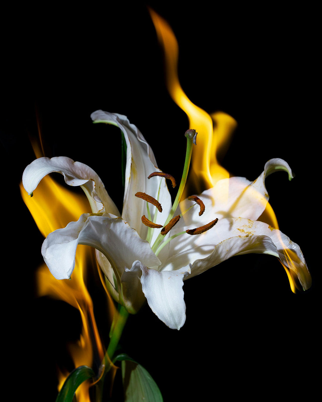 Understanding the Link Between Plant, Pleasure, and Relief